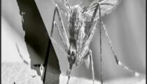 Episode 611 Oct 11, 2026 A Coming Mosquito-Borne Pandemic?